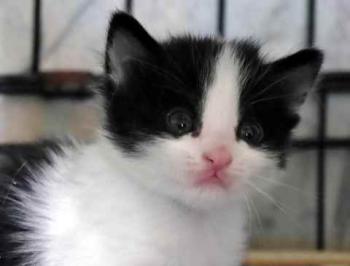 Bild von Chitto