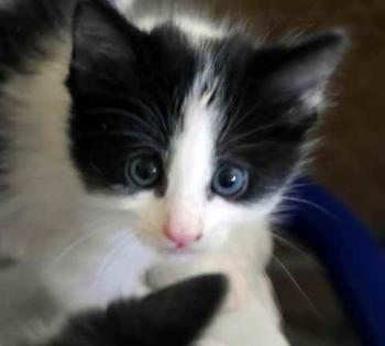 Bild von Chitto