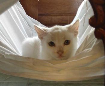 Blanca Bild von Blanca