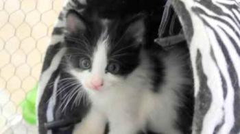 Bild von Chitto