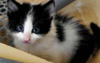 Bild von Chitto