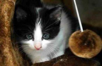 Bild von Chitto