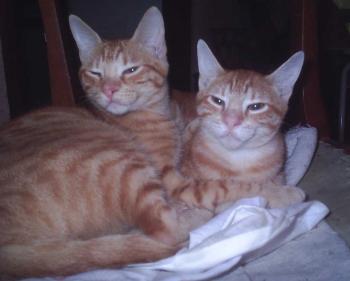 Chip und Chop Bild von Chip