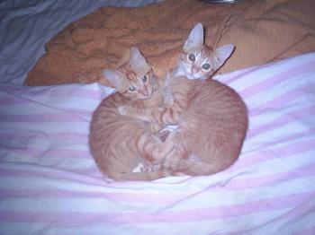 Chip und Chop Bild von Chip