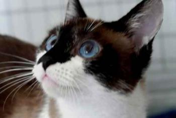 Suri Bild von Suri