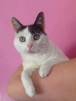 Pussy Bild von Pussy