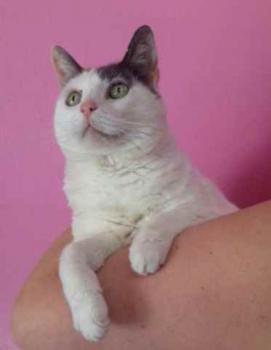 Pussy Bild von Pussy