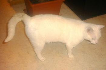 Albino Bild von Albino