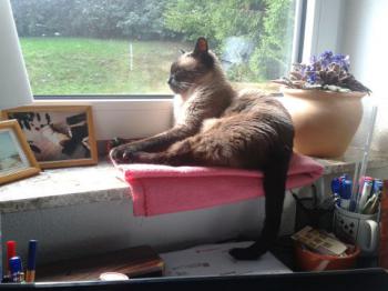 Penny Bild von Penny