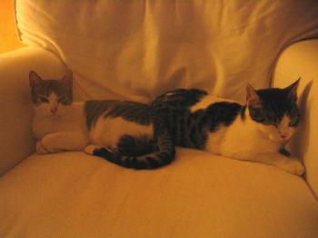 Bild von Pini