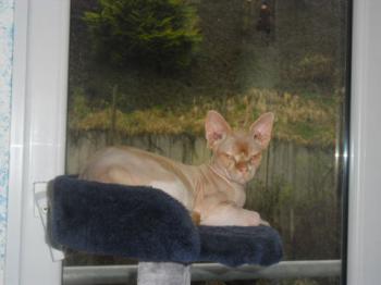 Rafiq Bild von Rafiq