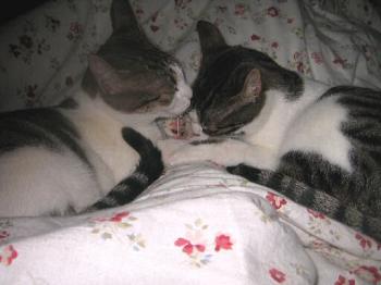 Bild von Pini