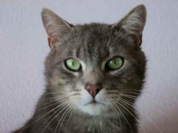 Bild von Lorenzo