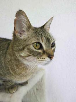 Migoya Bild von Migoya