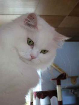 Fluffy Bild von Fluffy