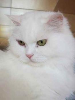 Fluffy Bild von Fluffy