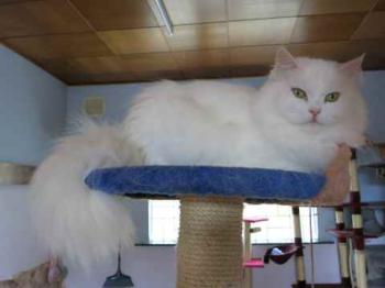 Fluffy Bild von Fluffy