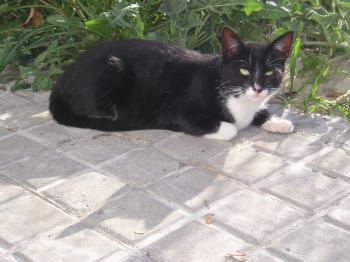 Blacko Bild von Blacko