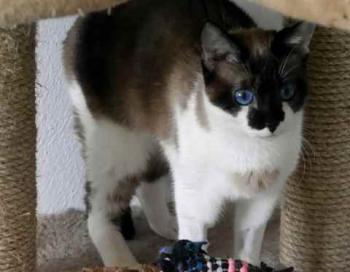 Suri Bild von Suri
