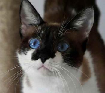 Suri Bild von Suri
