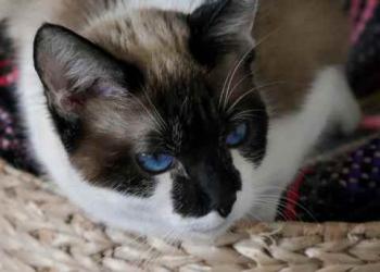 Suri Bild von Suri