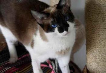 Suri Bild von Suri