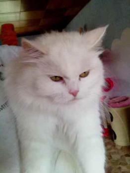 Fluffy Bild von Fluffy
