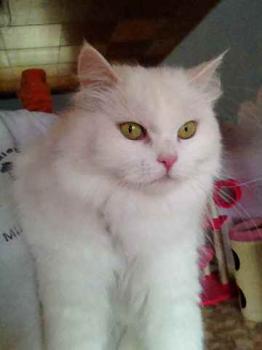 Fluffy Bild von Fluffy