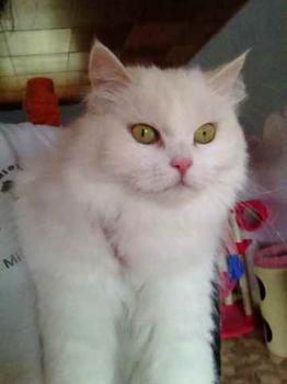 Fluffy Bild von Fluffy