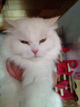 Fluffy Bild von Fluffy