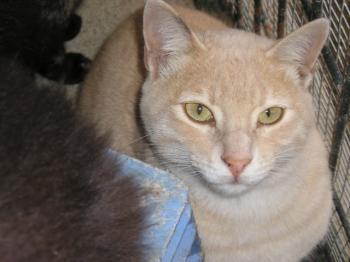 Ohne Bild von Ginger