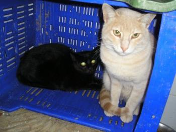 Ohne Bild von Ginger