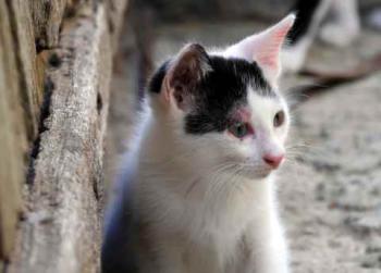 Chasca Bild von Chasca