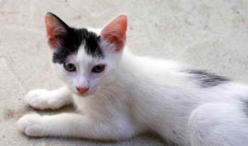 Chasca Bild von Chasca