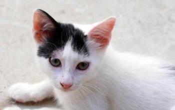 Chasca Bild von Chasca