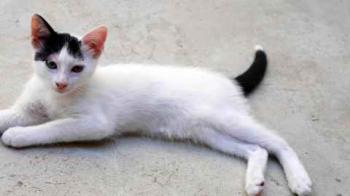 Chasca Bild von Chasca