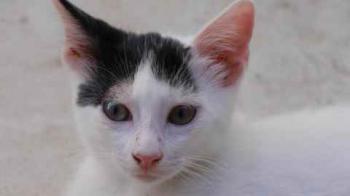 Chasca Bild von Chasca