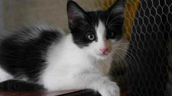 Bild von Chitto