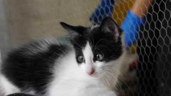 Bild von Chitto
