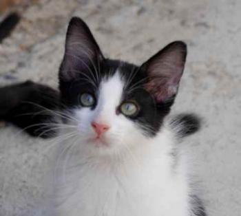 Bild von Chitto