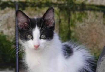 Bild von Chitto