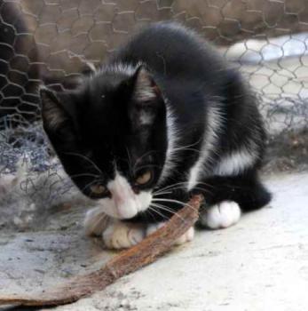 Noshi Bild von Noshi