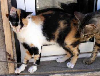 Kitty Bild von Kitty