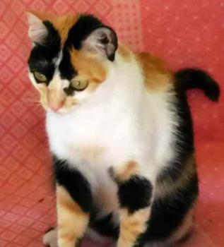 Kitty Bild von Kitty