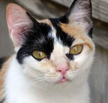 Kitty Bild von Kitty