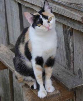 Kitty Bild von Kitty