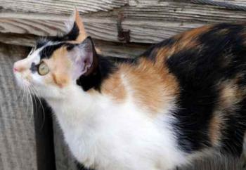 Kitty Bild von Kitty