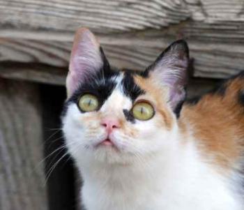 Kitty Bild von Kitty