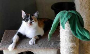 Kitty Bild von Kitty