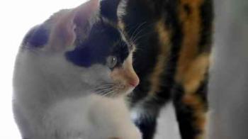 Kitty Bild von Kitty